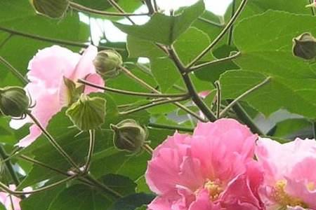 芙蓉花叶子可以洗头吗