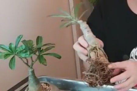 沙漠玫瑰修根后多久恢复