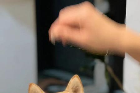 柴犬能吃鸭蛋黄吗