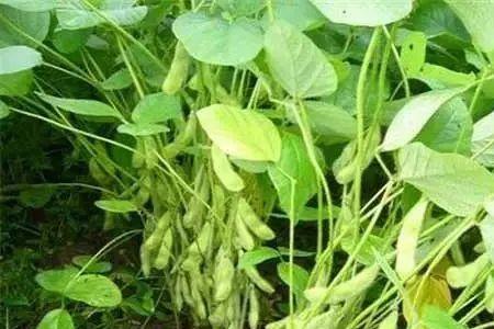 大豆开花多少天能吃