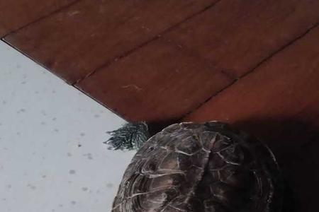 乌龟四肢张开是晒死的吗