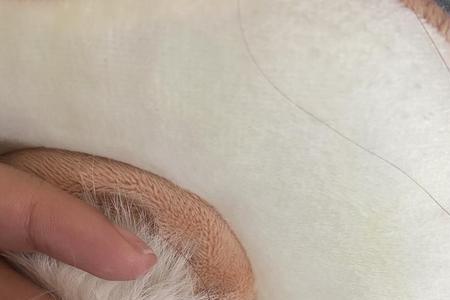 猫耳朵里流出好似脓状分泌物
