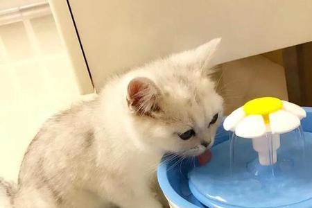 猫咪吃饭喝水要分开吗