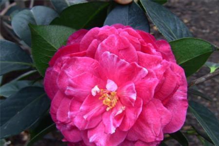 都德宝贝茶花介绍