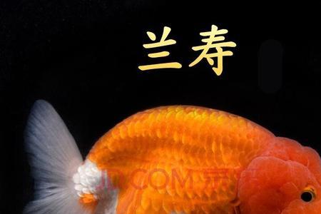 紫兰寿和黑寿区别