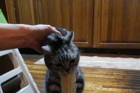 猫为什么喜欢偷吃味精