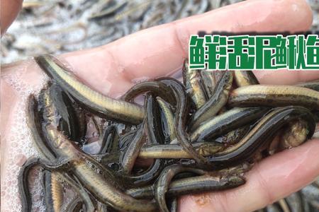 泥鳅放生在什么地方最好
