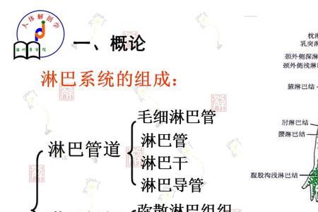 系统解剖学的定义是什么