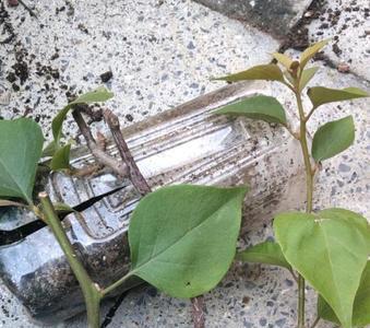 三角几月份扦插