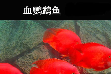 鹦鹉属于海水鱼还是淡水鱼