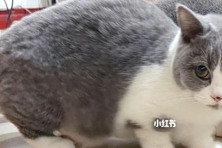 蓝白猫和蓝猫哪个值得买