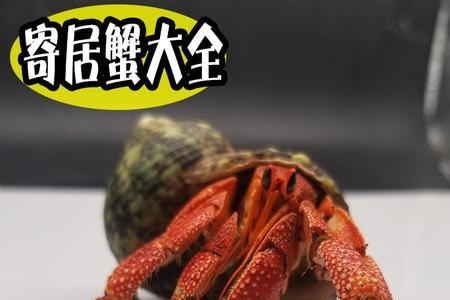 寄居蟹和螃蟹有什么不同