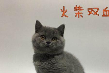 蓝猫单血统和双血统的区别