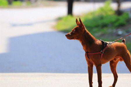 鹿犬能不能喂米饭