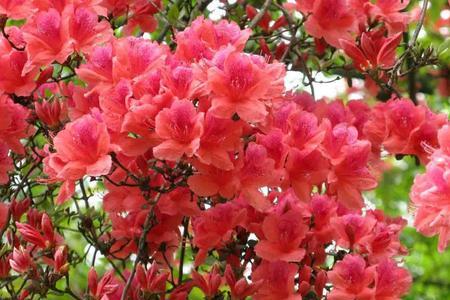 山蒟什么时候开花