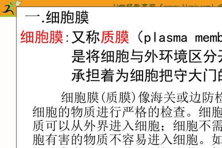 细胞膜和细胞壁有什么区别