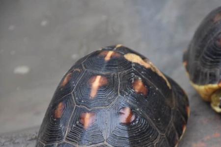 黄缘好养还是巴西好养