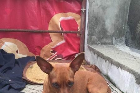 鹿犬过于活泼怎么办