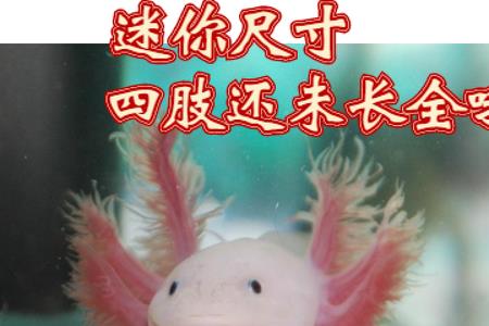 六角恐龙鱼吃不吃金鱼