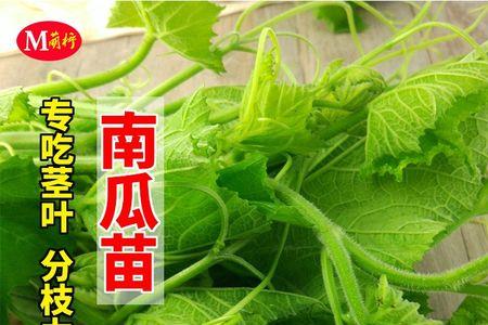 南瓜尖种子几月份种