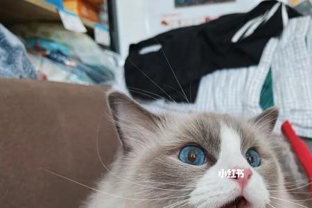 夏天怎么给布偶猫降温