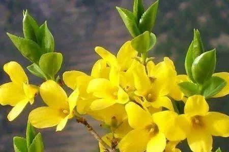 迎春花远看是什么样子的