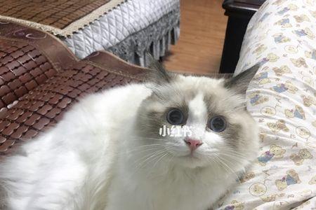布偶猫张嘴为什么没有发出声音