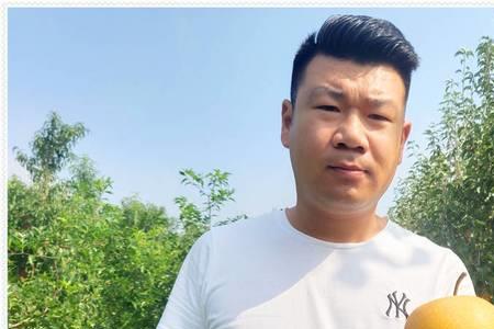阿公秋月梨介绍