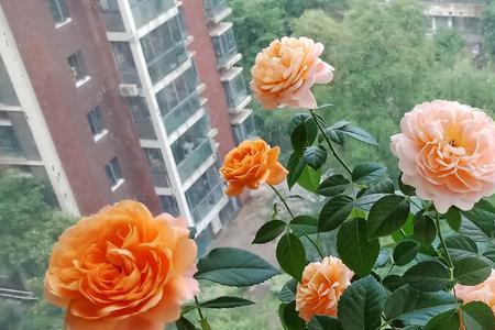 大花果汁月季养殖方法
