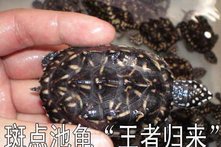 斑点池龟3年能长多大