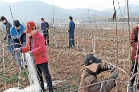 樱桃树压枝最佳时间