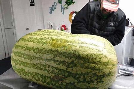 世界上最大的5个瓜