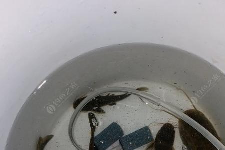 捕昂刺鱼最好办法
