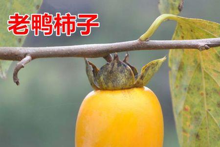 广东小柿子种植时间和方法