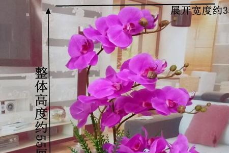 蝴蝶兰夏天可以加冰块吗
