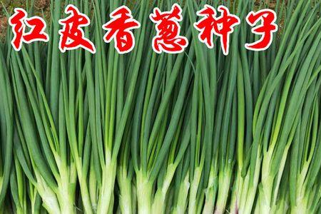 分葱和火葱有什么区别