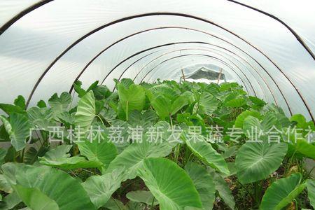 荔浦芋秋季要割叶子吗