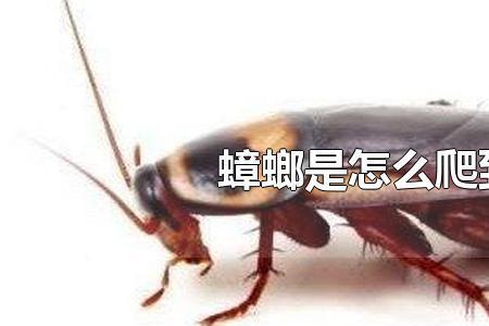 蟑螂死在车里怎么办
