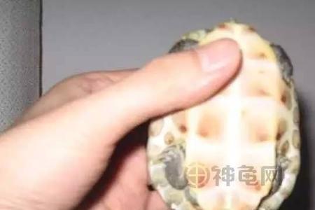 乌龟一次性生完蛋吗