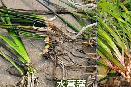 一亩石菖蒲一年有多少利润