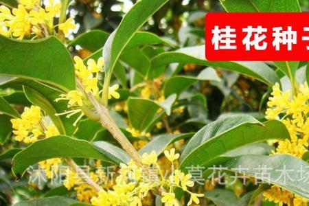 桂花种子怎么选
