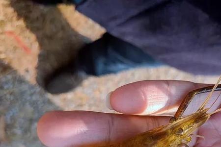 河虾繁殖是产卵还是产幼虾