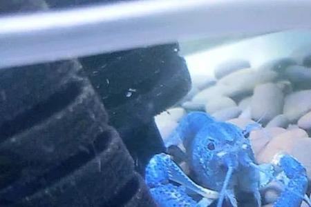 蓝虾煮几分钟就熟了