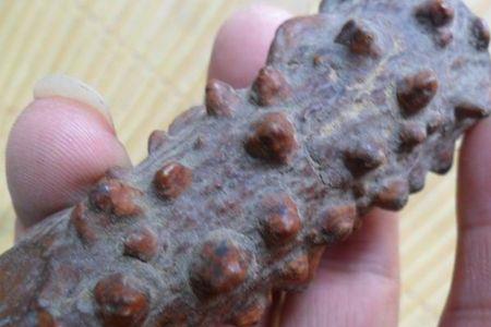 养鸟用花椒木还用去皮吗