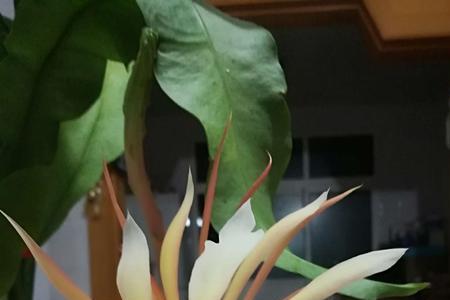 怎样推测昙花开花时间