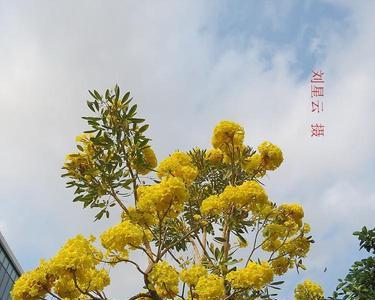 一串的黄花是什么花