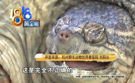 乌龟怀卵几个月