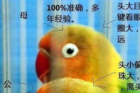 摸鹦鹉的正确方法