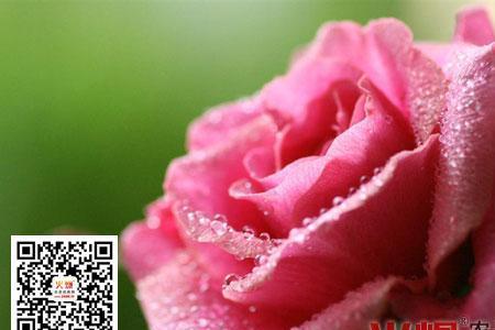 绿粉黄代表什么意思