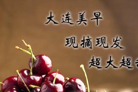 大连梅枣最佳采摘期
